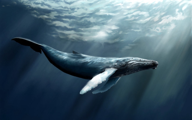 Humpback whale swimming ocean sunbeam free wallpaper for desktop - medium preview image