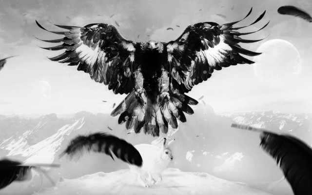 Black white bird wings spread #2 free wallpaper for desktop - medium preview image