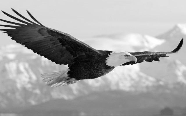 Bald eagle flying mountain snow free wallpaper for desktop - medium preview image
