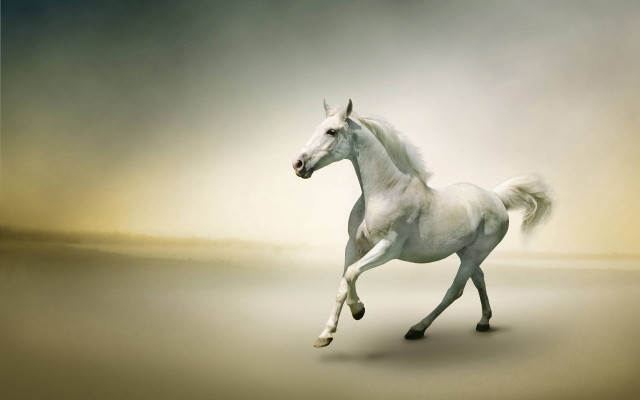 White horse galloping sandy beach free wallpaper for desktop - medium preview image