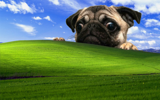 Pug peeking green hill blue free wallpaper for desktop - medium preview image