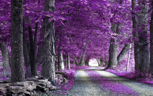 Purple forest dirt road trees free wallpaper for desktop - medium preview image