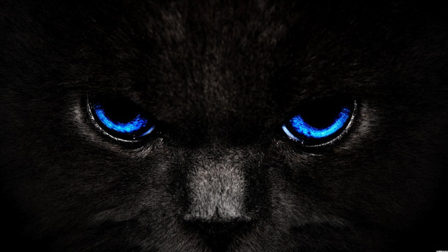 Black cat blue eyes black free wallpaper for desktop - medium preview image