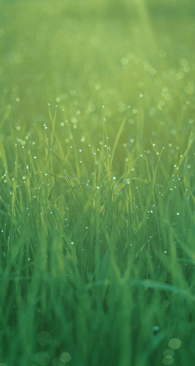 Grass drops night starry sky free wallpaper for mobile - medium preview image