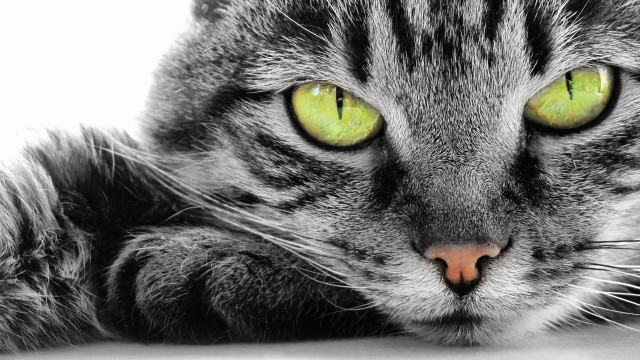Cat green eyes serious look #2 free wallpaper for desktop - medium preview image