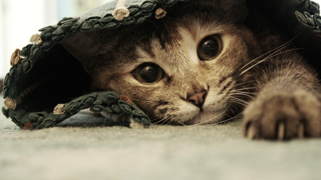Cat hiding blanket floor paws #2 free wallpaper for desktop - medium preview image
