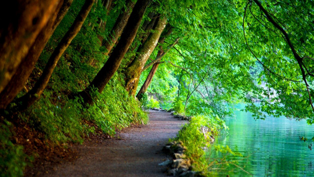 Path water trees bench sunlight free wallpaper for desktop - medium preview image