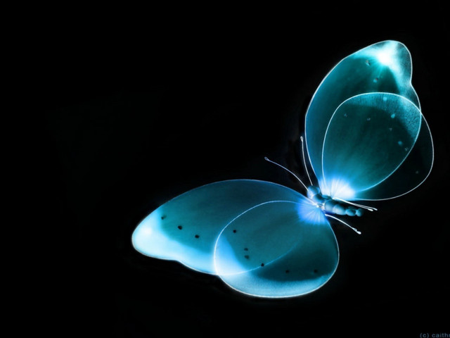 Blue butterfly black background wings free wallpaper for desktop - medium preview image