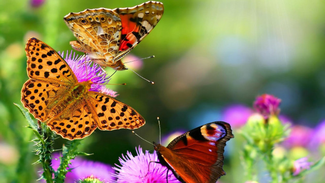 Butterflies flower sun ground beautiful free wallpaper for desktop - medium preview image