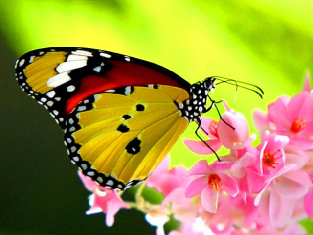 Butterfly pinkflower greenleaves macrophoto blur free wallpaper for desktop - medium preview image