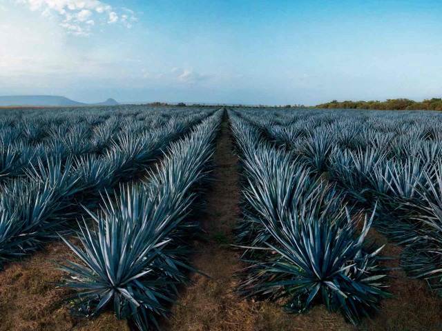Blue agave field sky clouds free wallpaper for desktop - medium preview image