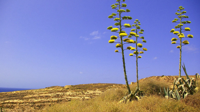 Tall plants hillside ocean blue free wallpaper for desktop - medium preview image