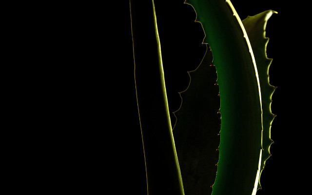 Green plant long thin leaves free wallpaper for desktop - medium preview image