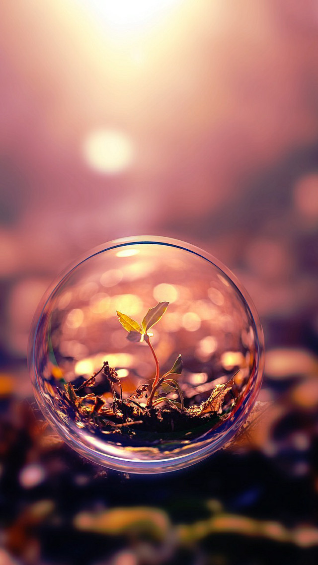 Small plant glass bowl water free wallpaper for mobile - medium preview image