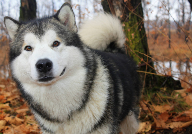 Husky dog woods leaves ground free wallpaper for desktop - medium preview image