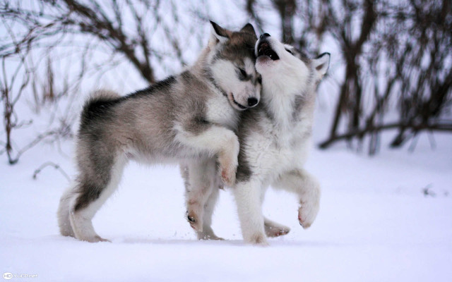 Husky dogs playing snow heads free wallpaper for desktop - medium preview image