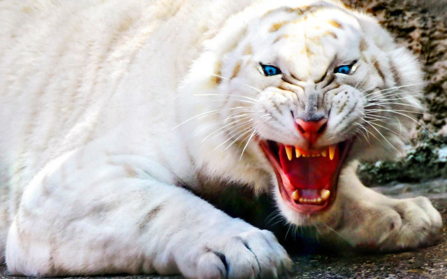White tiger mouth open teeth free wallpaper for desktop - medium preview image