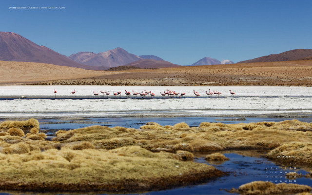 Flamingos beach water mountains group free wallpaper for desktop - medium preview image