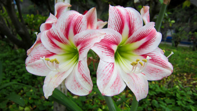 Pink white flowers garden green free wallpaper for desktop - medium preview image