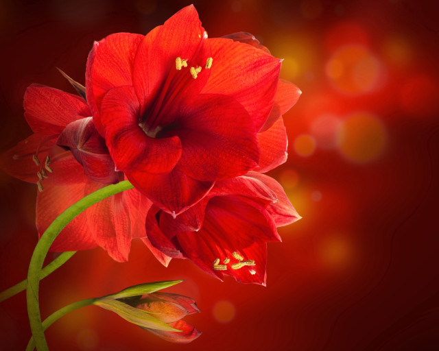 Red flower green stem bokeh free wallpaper for desktop - medium preview image