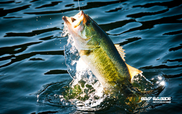 Large fish jumping water eating free wallpaper for desktop - medium preview image