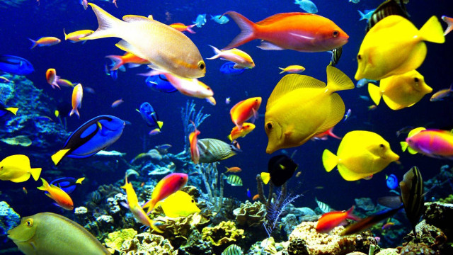 Large group of fish swimming free wallpaper for desktop - medium preview image