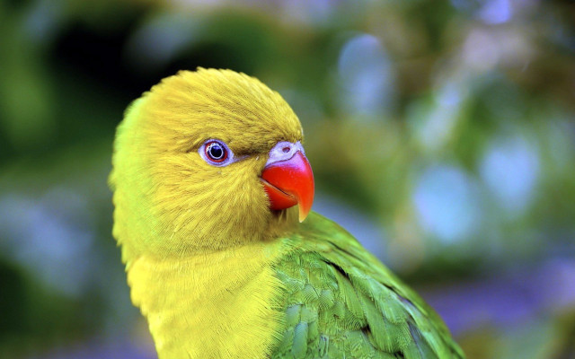 Yellow green bird red beak free wallpaper for desktop - medium preview image