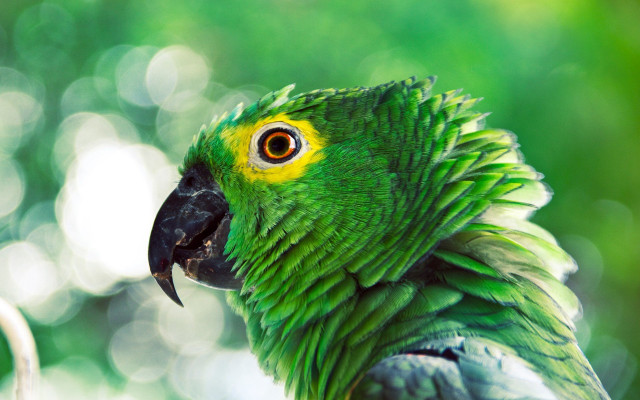Green parrot yellow black feathers free wallpaper for desktop - medium preview image
