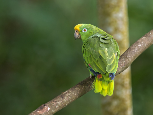 Green parrot branch tree blurry free wallpaper for desktop - medium preview image