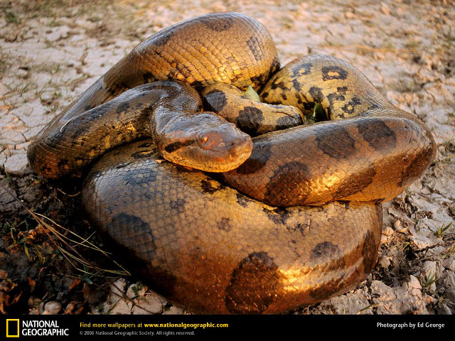Large snake animals zoo outdoors free wallpaper for desktop - medium preview image
