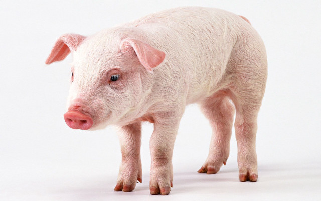 Small pig pink nose realistic free wallpaper for desktop - medium preview image