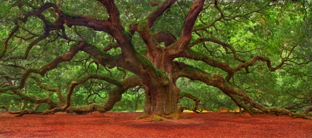 Large tree branches park red free wallpaper for desktop - medium preview image