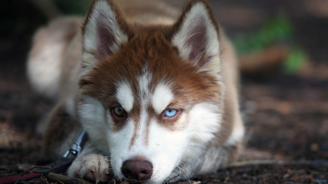 Dog blue eyes laying leash free wallpaper for desktop - medium preview image