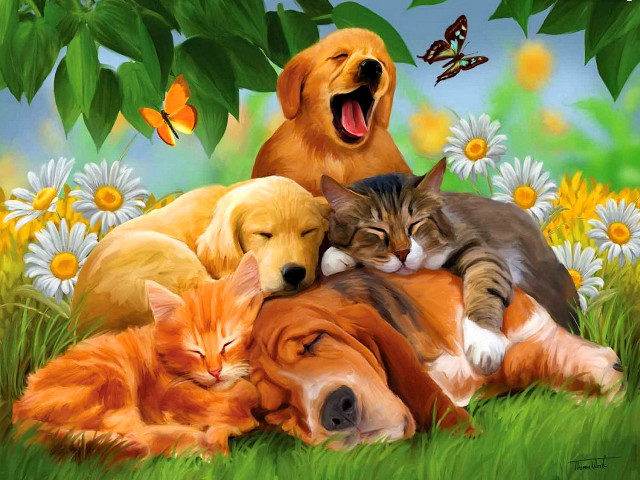 Dog cats grass laying together free wallpaper for desktop - medium preview image