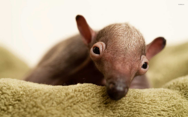 Hairless cat peeking blanket bed free wallpaper for desktop - medium preview image