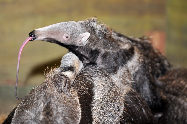 Anteater closeup pink beak tongue free wallpaper for desktop - medium preview image