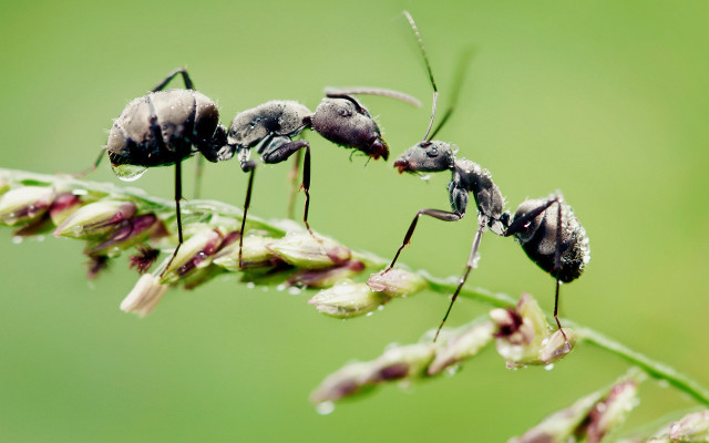Ants plant water droplets wings free wallpaper for desktop - medium preview image