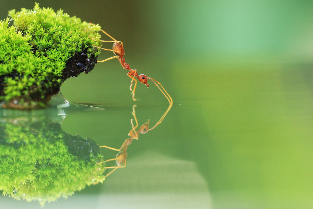 Ants plant water grass couple free wallpaper for desktop - medium preview image