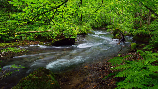 Lush stream forest trees plants free wallpaper for desktop - medium preview image