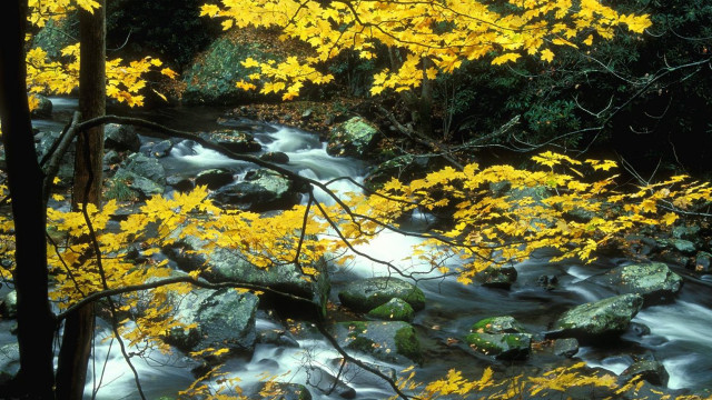 Stream forest yellow leaves rocks free wallpaper for desktop - medium preview image
