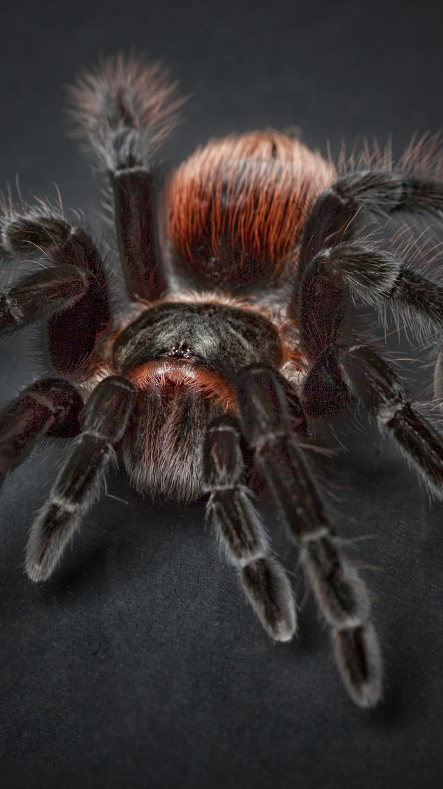 Spider closeup black background red free wallpaper for mobile - medium preview image