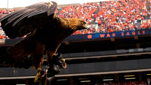 Majestic bird of prey stadium free wallpaper for desktop - medium preview image