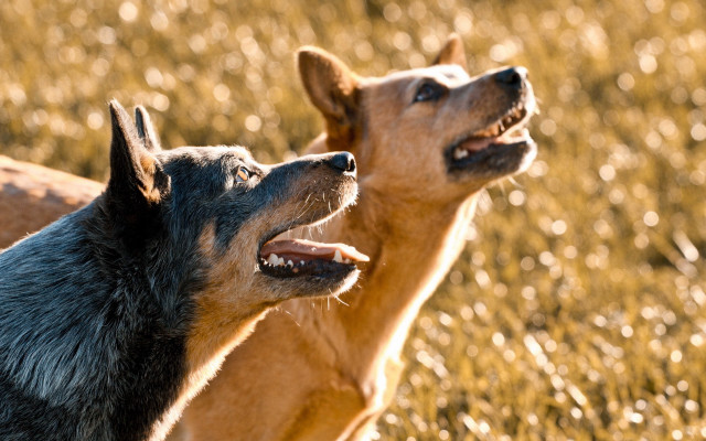 Two dogs field grass looking free wallpaper for desktop - medium preview image