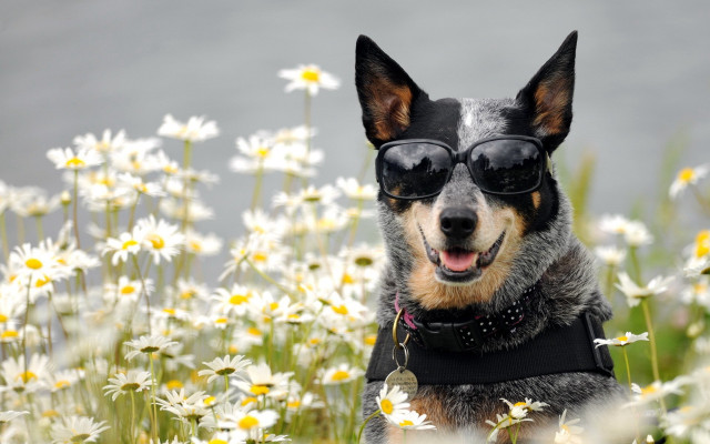 Dog sunglasses black vest daisies free wallpaper for desktop - medium preview image