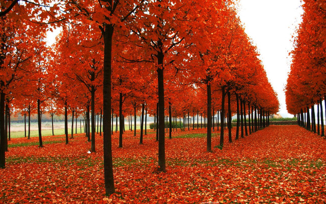 Row of trees red leaves free wallpaper for desktop - medium preview image