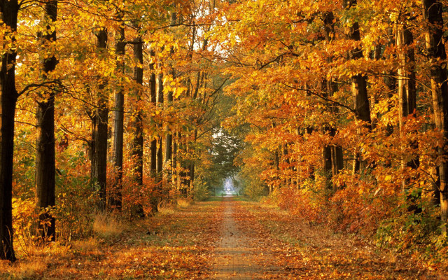 Dirt road trees yellow leaves free wallpaper for desktop - medium preview image