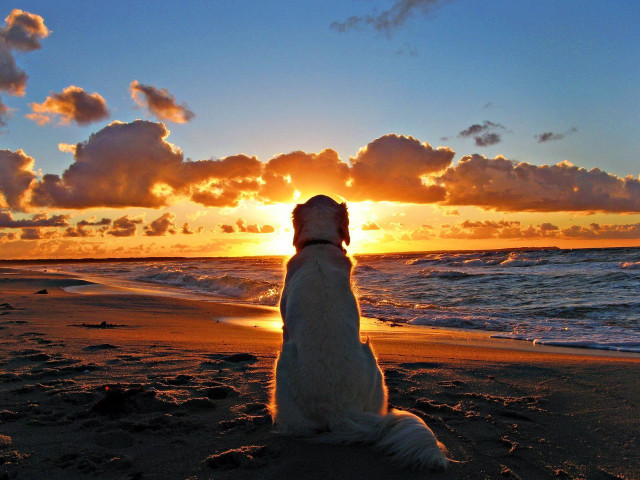 Dog beach sunset ocean clouds free wallpaper for desktop - medium preview image