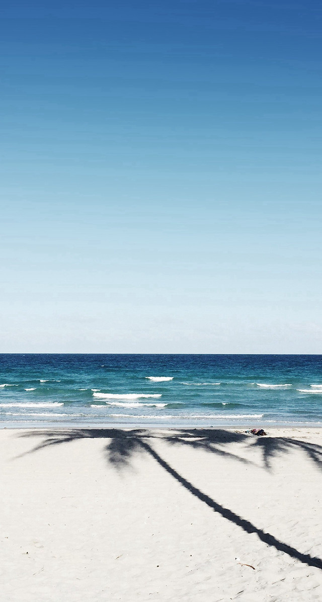 Beach palm trees blue sky free wallpaper for mobile - medium preview image