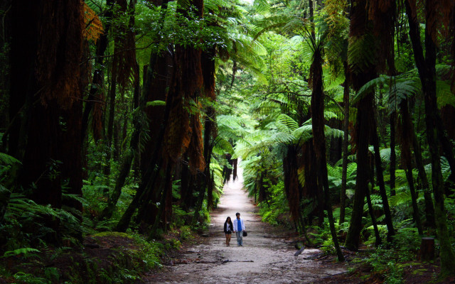 Two people walking forest path free wallpaper for desktop - medium preview image
