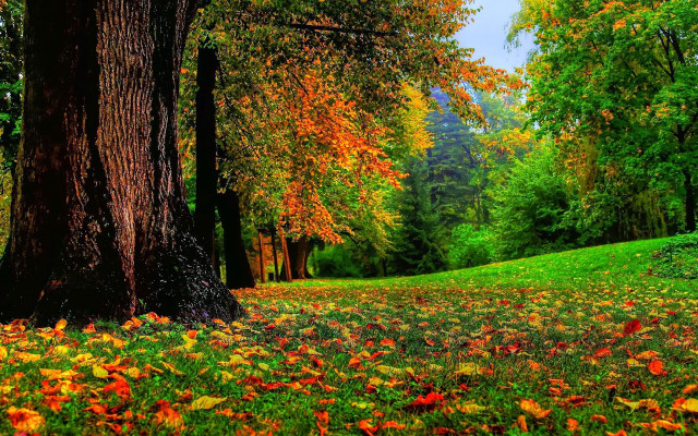 Lush green forest trees leaves free wallpaper for desktop - medium preview image